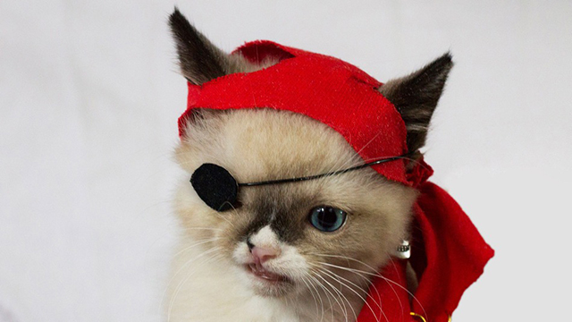 Sir Stuffington the Pirate Cat: World's Cutest Swashbuckler
